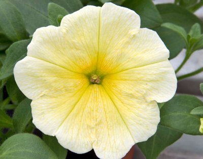 Petunia, Stickling, Famous Yellow 15'