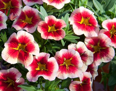 Småpetunia, Stickling, Million Bells MiniFamous ® Neo Apricot Red Splash