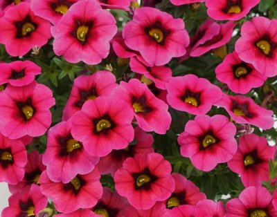 Småpetunia, Stickling, Million Bells MiniFamous ® Neo Pink Dark Punch
