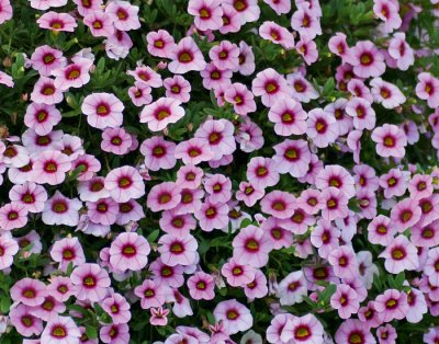 Småpetunia, Stickling, Million Bells MiniFamous ® Neo Pink + Red Eye