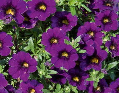 Småpetunia, Stickling, Million Bells MiniFamous ® Neo Royal Blue '16