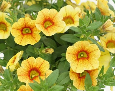 Småpetunia, Stickling, Million Bells MiniFamous ® Uno Yellow Red Eye