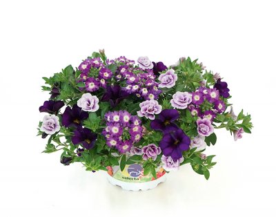 Sommarblomma, Stickling, Trixi ® Blue Baroque