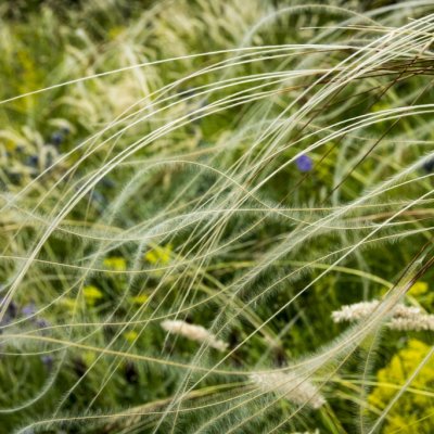 Stipa capillata (juncea), Fjädergräs