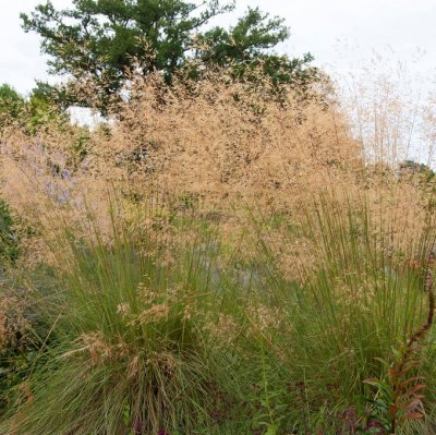 Stipa gigantea, Jätte Fjädergräs, P9cm