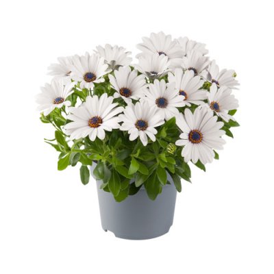Stjärnöga Dalina ® Compact White, stickling 3-pack