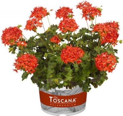 Stjärnpelargon Summer Twist Red ®, stickling 3-pack