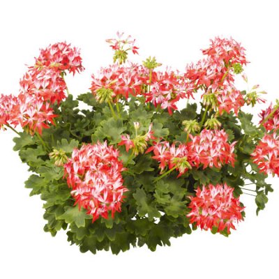 Stjärnpelargon Summer Twist Red White ®, kruka