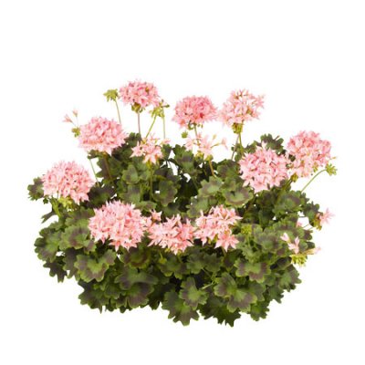 Stjärnpelargon Summer Twist Rose ®, stickling 3-pack