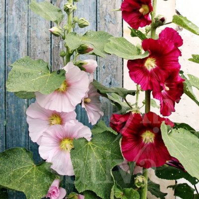 Stockros, Mix, Ekologisk