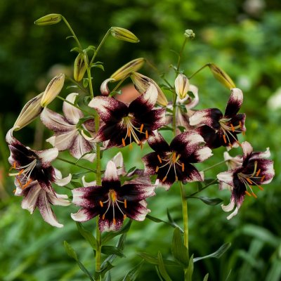 Lilium lancifolium Stracciatella Event, Tigerlilja, P11cm