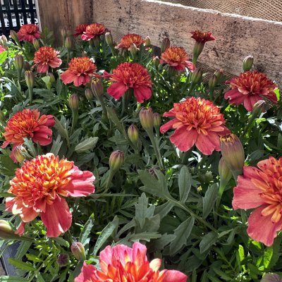 Tagetes Strawberry Blonde
