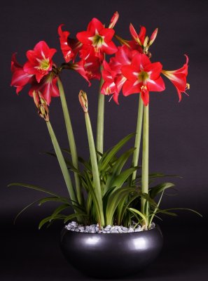 Amaryllis Multiflora Striped Garden ®