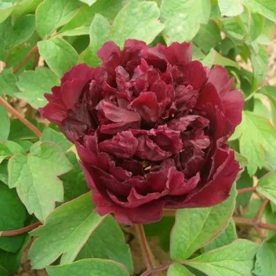 Paeonia suffruticosa Champion Black Jade (Guan Shi Moyu)