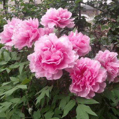 Paeonia suffruticosa Cotton Candy (Hua Jing)