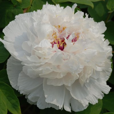 Paeonia suffruticosa Fragrant Jade (Xiang Yu)
