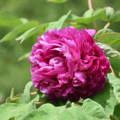 Buskpion, (höstleverans)