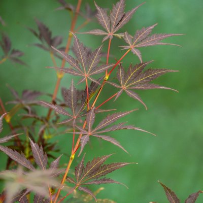Acer palmatum Sumi-nagashi