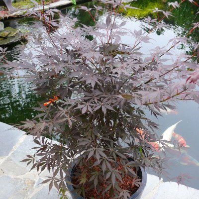 Acer palmatum Sumi-nagashi