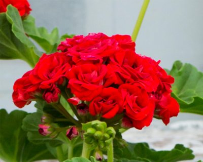 Rosenpelargon, kruka, Summer Rose Tina