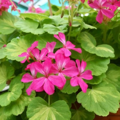 Miniatyrpelargon Sunspot Kleiner Liebling, kruka