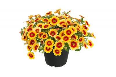 Småpetunia, Stickling, Million Bells Superbells ™ Unique Apricot Punch 3-pack