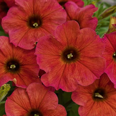 Petunia, Stickling, BeautiCal ™ Cinnamon 2-pack