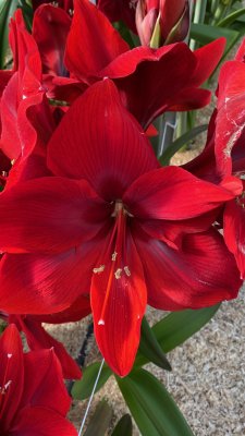 Amaryllis Super Rood