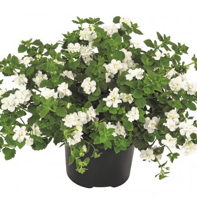 Snöflinga, Stickling, Bacopa Sutera Scopia ® Double Snowball