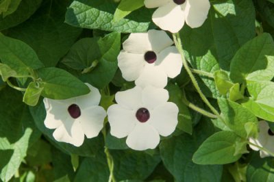 Svartöga Amera White, stickling 3-pack