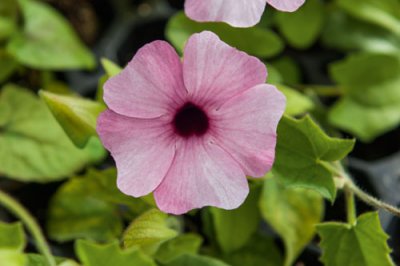 Svartöga SunnySusi Rose Sensation, stickling 3-pack