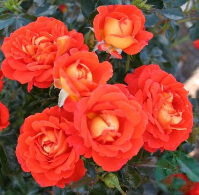 Rosa Svend Gönge