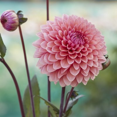 Dahlia Dekorativ Sweet Sanne 1st