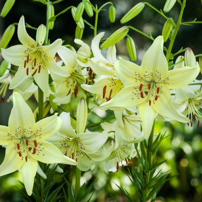 Tigerlilja Sweet Surrender 3st