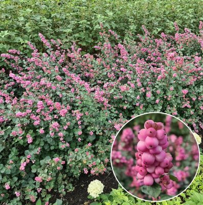 Symphoricarpos Rumble, Snöbär