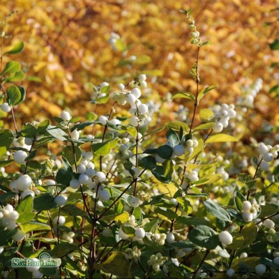 Symphoricarpos x doorenb. White Hedge, Snöbär, busk C3,5