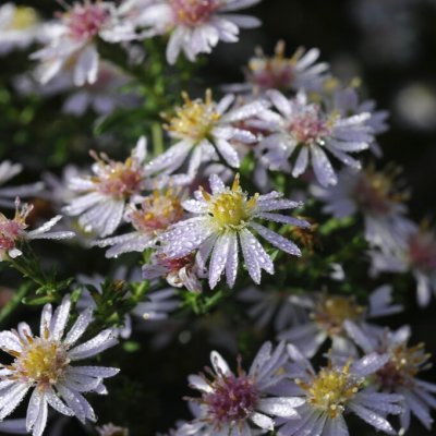 Symphyotrichum (Aster) Coombe Fishacre