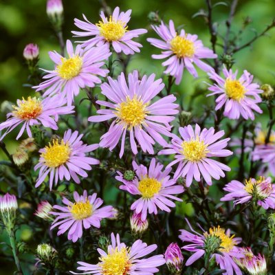 Symphyotrichum (Aster) laeve Calliope, Daggaster, SQ1