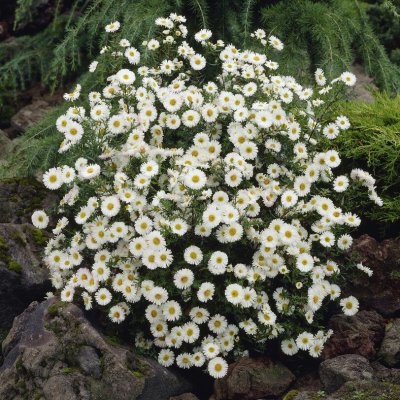 Symphyotrichum (Aster) novi-belgii Kristina, Oktoberaster