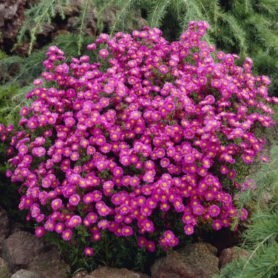 Symphyotrichum (Aster) novi-belgii Peter Harrison, Oktoberaster