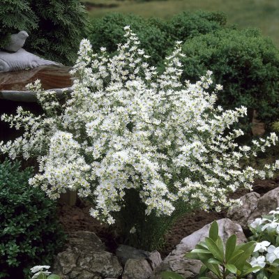 Symphyotrichum pilosum Monte Cassino
