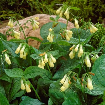 Symphytum ibericum (grandiflorum), Kaukasisk Vallört, P9cm