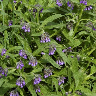 Symphytum officinale