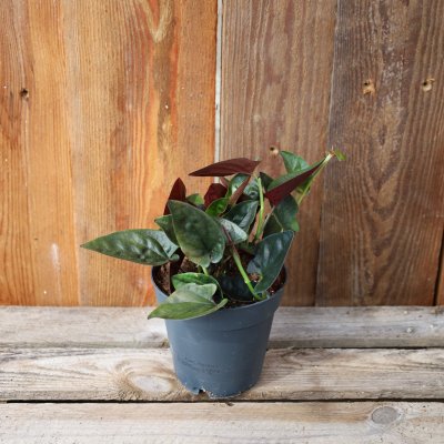 Syngonium Red Arrow
