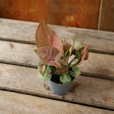 Syngonium Red Heart