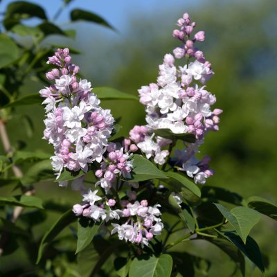 Syringa vulgaris Beauty of Moscow, Ädelsyren, 120 stam C10