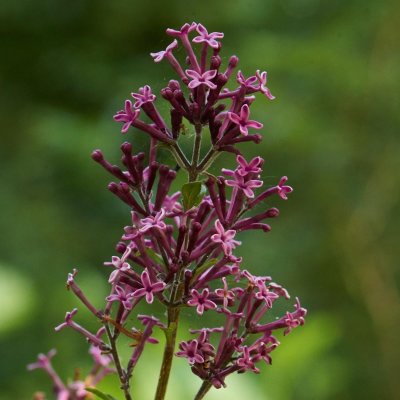 Syringa Bloomerang ® Dark Purple, Syrén, 80 stam C10