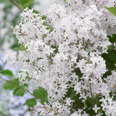 Syringa microphylla Flowerfesta ® White, Småbladig Syrén, 40-50 C3