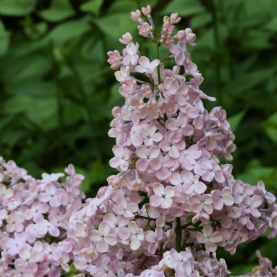 Syringa hyacinthiflora Rosenrot, Pingstsyrén