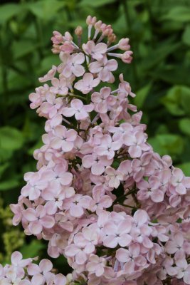 Syringa hyacinthiflora Rosenrot, Pingstsyrén